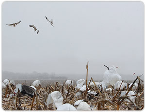 Spring Snow Geese