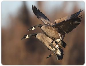 Canada Geese