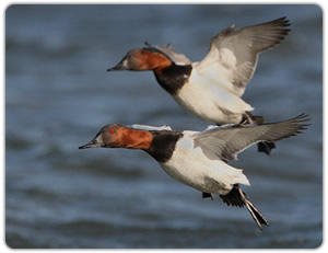 Diving Ducks